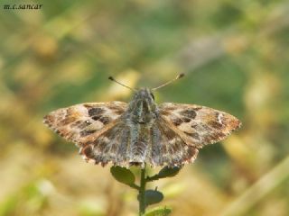 Hatmi Zpzp (Carcharodus alceae)