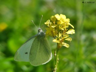 Kk Beyazmelek (Pieris rapae)