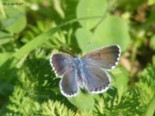 Himalaya Mavisi (Pseudophilotes vicrama)