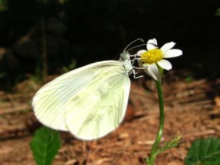 Narin Orman Beyaz (Leptidea sinapis)