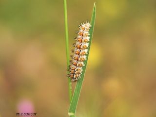 Benekli parhan (Melitaea didyma)