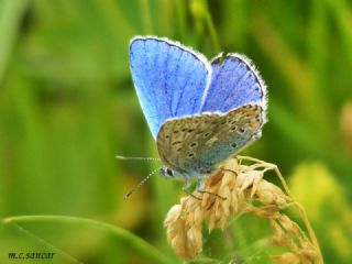 okgzl Gk Mavisi (Polyommatus bellargus)