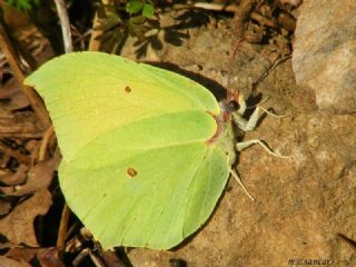 Orakkanat (Gonepteryx rhamni)