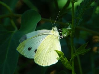 Yalanc Beyazmelek (Pieris pseudorapae)