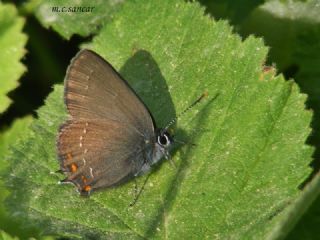 Byk Sevbeni (Satyrium ilicis)