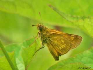 Orman Zpzp (Ochlodes sylvanus)