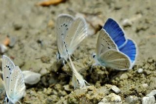 Tr almalar ([unknown genus] n/a)