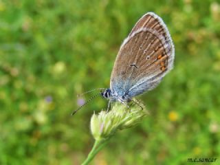 okgzl Gzel Mavi (Polyommatus bellis)