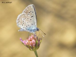 okgzl Kk Turan Mavisi (Polyommatus cornelius)