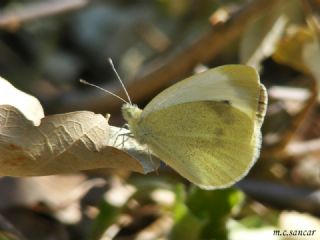 Kk Beyazmelek (Pieris rapae)