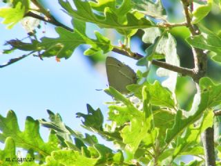 Mormee (Favonius quercus)