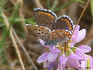 okgzl Gk Mavisi (Polyommatus bellargus)