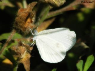 Narin Orman Beyaz (Leptidea sinapis)