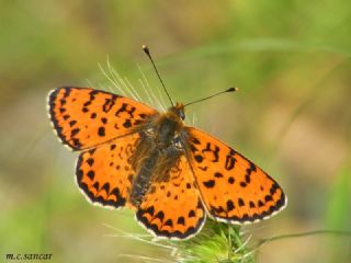 Kafkasyal parhan (Melitaea interrupta)