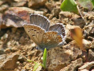 okgzl Anadolu Mavisi (Aricia crassipunctus)