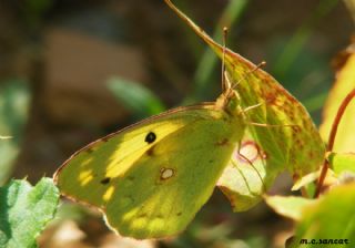 Sar Azamet (Colias croceus)