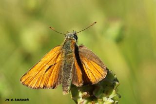 Sar Antenli Zpzp (Thymelicus sylvestris)