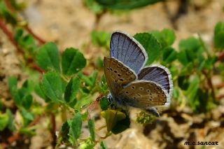 okgzl Kk Turan Mavisi (Polyommatus cornelius)