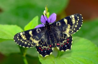 Kafkas Fistosu (Zerynthia caucasica)