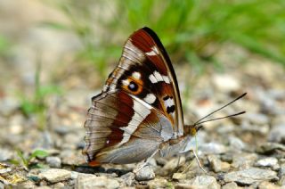 YURTDISI, Mor imparator (Apatura iris)