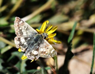 Benekli Zpzp (Muschampia plurimacula)