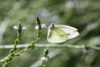 ran Beyazmelei (Pieris persis)