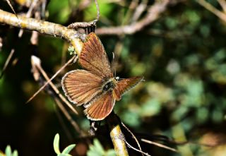 Lbnan Esmergz (Plebejus nichollae)