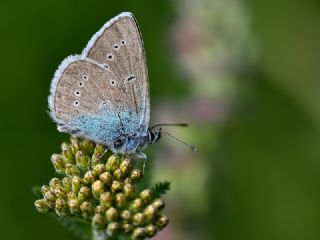 okgzl Rus Mavisi (Polyommatus coelestina)