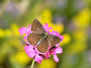 okgzl Amasya Esmeri (Polyommatus mithridates)