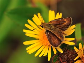 Sar Lekeli Zpzp (Thymelicus acteon)