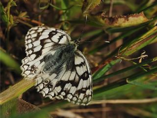 Tr almalar ([unknown genus] n/a)