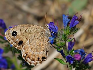 Beyaz Damarl Pirireis (Satyrus amasinus)