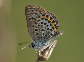 Tr almalar ([unknown genus] n/a)