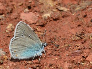 Tr almalar ([unknown genus] n/a)