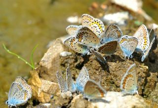 Gm Lekeli Esmergz (Plebejus argus)