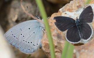 Tr almalar ([unknown genus] n/a)