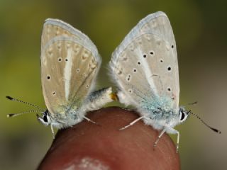 Lacivert Anadolu okgzls (Polyommatus actis )