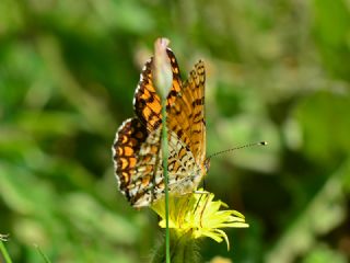 Cezayirli parhan (Melitaea ornata)