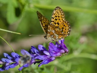 Beyaz nci (Clossiana euphrosyne)