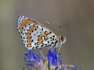 Benekli parhan (Melitaea didyma)