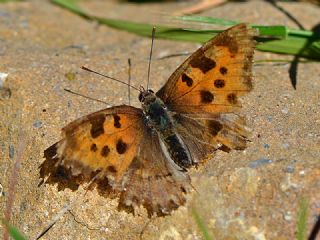 Karaaa Nimfalisi (Inachis polychloros)