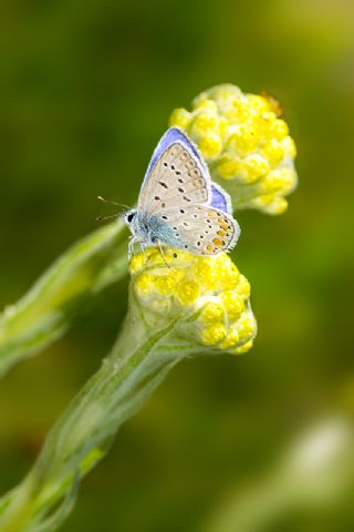 okgzl Mavi (Polyommatus icarus)