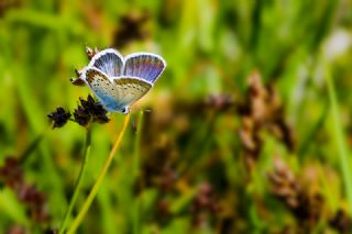 Gm Lekeli Esmergz (Plebejus argus)