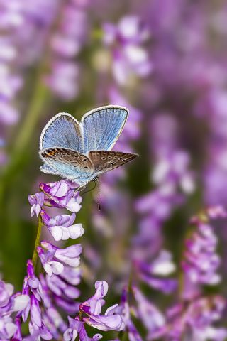 okgzl Amanda (Polyommatus amandus)