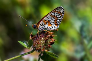 Benekli parhan (Melitaea didyma)