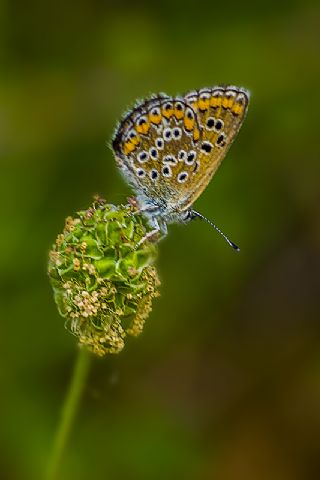 okgzl Balkan Mavisi (Aricia anteros )