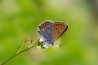 Kk Ate Gzeli (Lycaena thersamon)