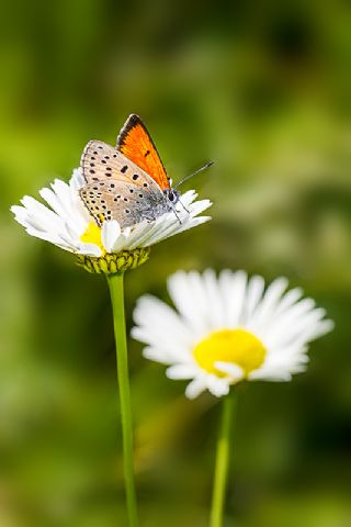 Ate Bakr Gzeli (Lycaena candens)