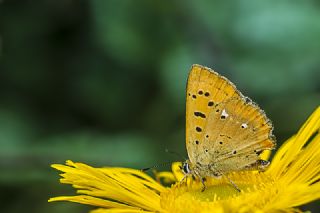 Orman Bakr Gzeli (Lycaena virgaureae)