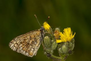 Nazuum (Euphydryas aurinia)